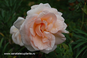 Trandafir-rosa-1