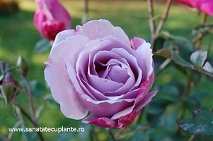 Trandafir-rosa-2