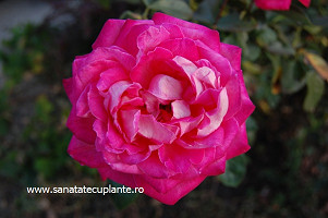 Trandafir-rosa-6