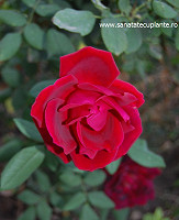 Trandafir-rosa-7