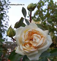 Trandafir-rosa-8