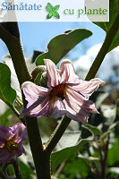 Floare-de-vanata