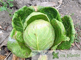 Varza-brassica-oleracea-6