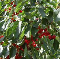 Prunus-cerasus-visine