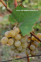 Strugure-vitis-vinifera-2