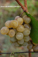 Strugure-vitis-vinifera-3