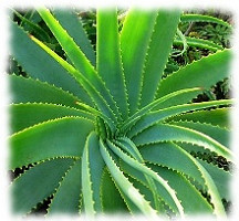 aloe-vera aloe-vera