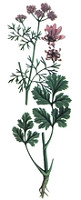 coriandrul coriandrul