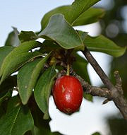 corn-cornus-mas corn-cornus-mas