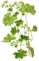 cretisoara cretisoara