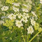 cucuta-conium-maculatum cucuta-conium-maculatum