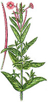 epilobium-parviflorum