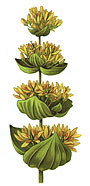 gentiana