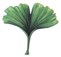 ginko-biloba