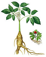 ginseng