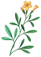 iasomia-de-padure iasomia-de-padure
