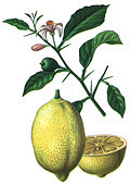 lamaiul lamaiul