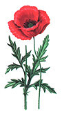 macul-rosu macul-rosu