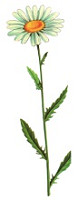 margareta margareta