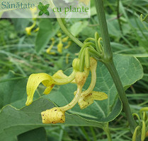 marul-lupului-aristolochia-clematitis marul-lupului-aristolochia-clematitis