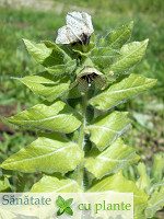maselarita-hyoscyamus-niger maselarita-hyoscyamus-niger