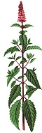menta menta
