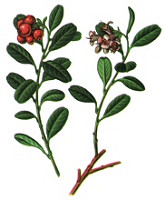 merisor merisor