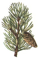 pinus-montana