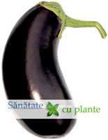 vanata-solanum-melongena