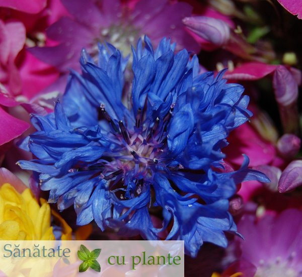 albastrele-centaurea-cyanus