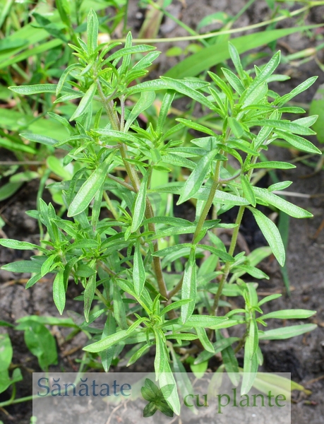 cimbrul-satureja-hortensis