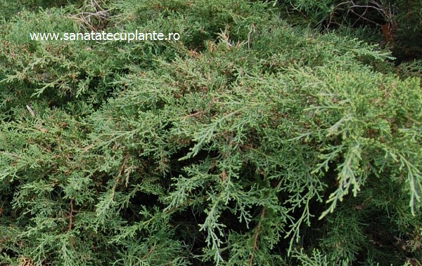 ienupar-juniperus-communis