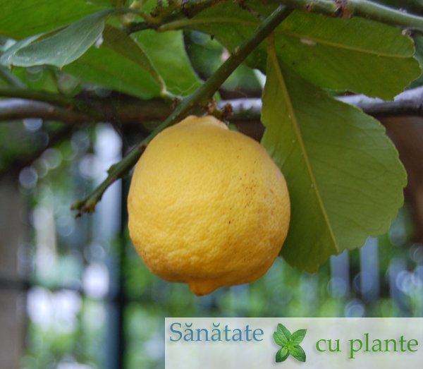 lamaie-citrus-limon