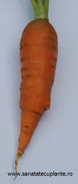 morcovul-daucus-carota