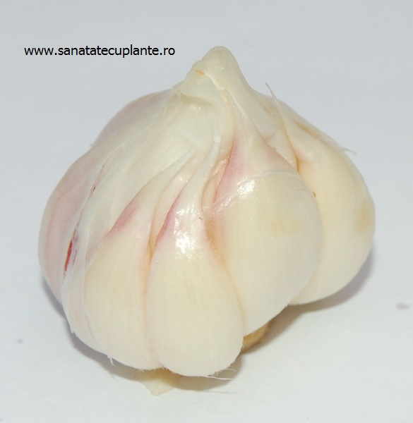 usturoi-allium-sativum