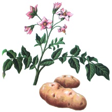 cartoful