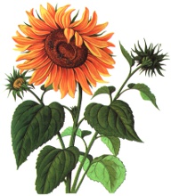 floarea-soarelui