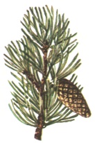 pinus-montana