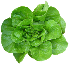 salata-verde